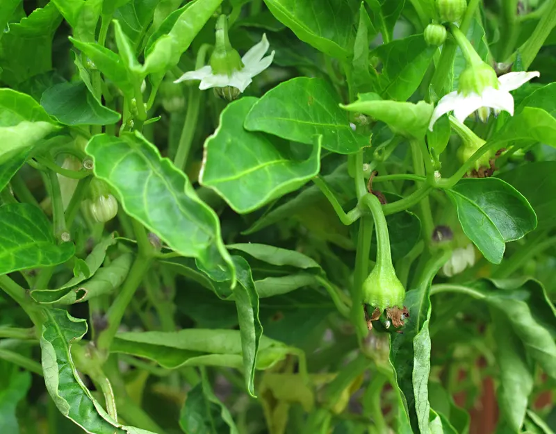 Cubanelle pepper plant with flowers and emerging fruit.