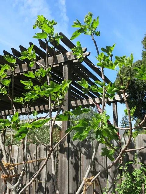 Desert King fig tree trained near a wooden arbor with leaves and developing figs.