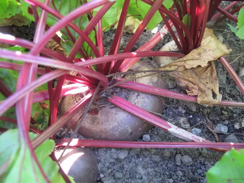 Garden beet plants with red roots at the soil surface.