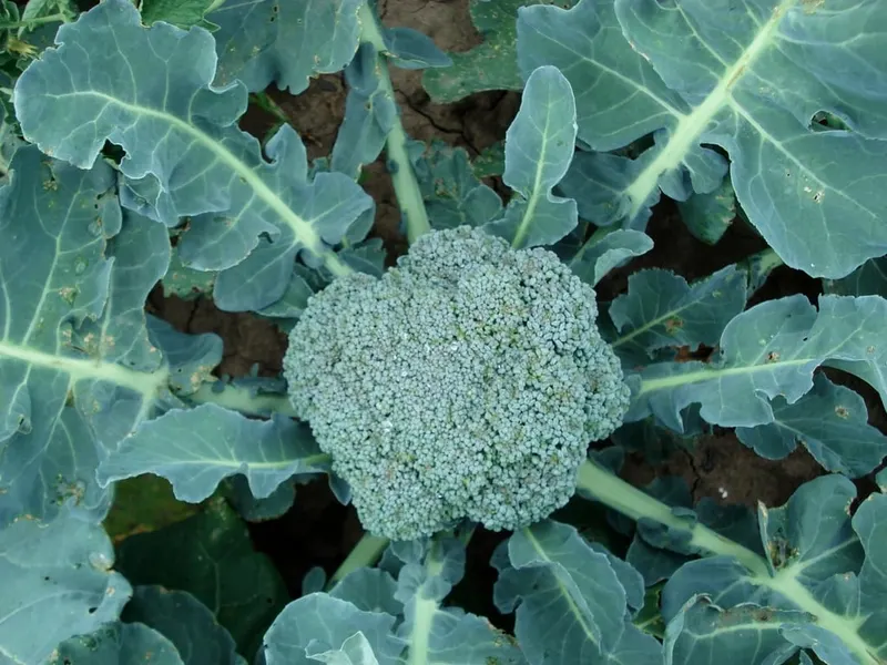Broccoli head surrounded by green leaves.