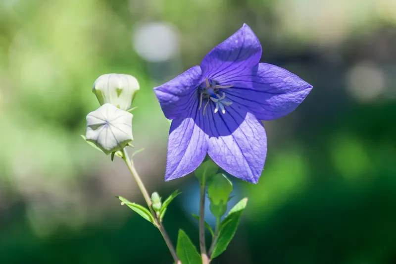 Purple balloon flower bloom and unopened bud on a leafy stem.