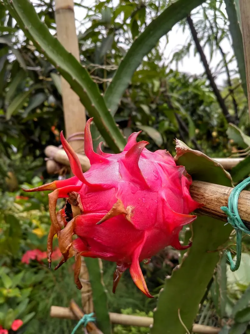 Dragon fruit ripening on a climbing cactus.