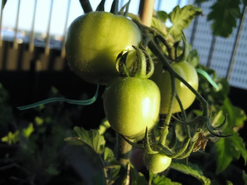 Early Girl tomatoes developing on a leafy tomato vine.