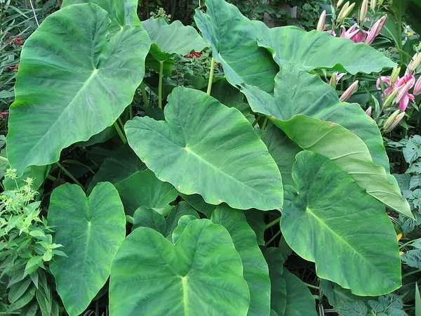 Taro plant with large heart-shaped leaves.