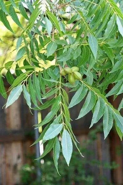 Pecan nuts developing among compound leaves.