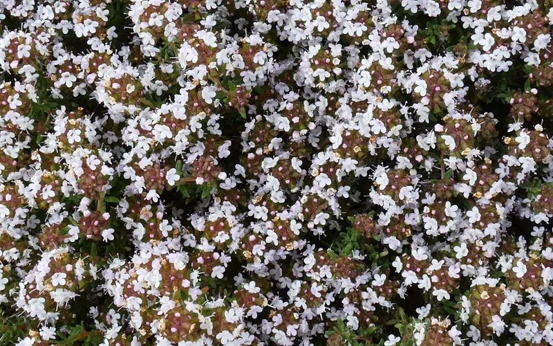 Thyme mat with small leaves and flowers.