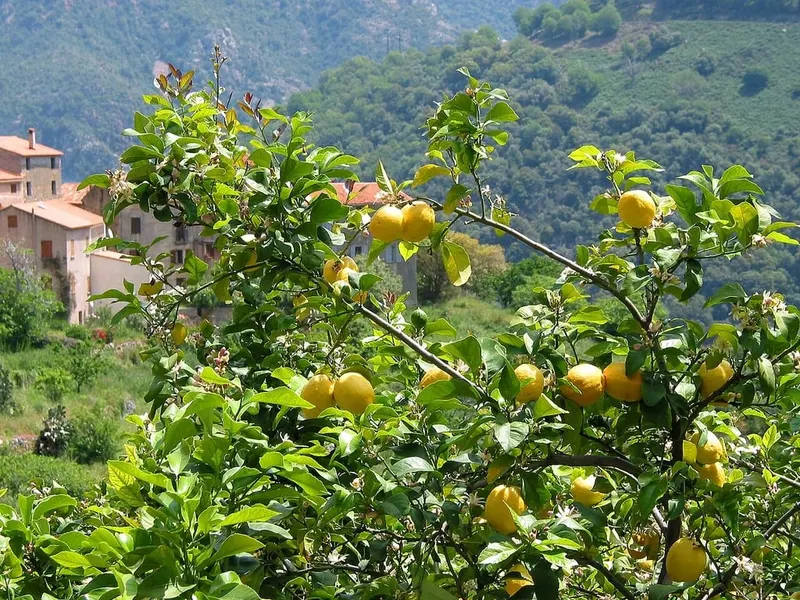Citrus branch showing evergreen leaves and yellow fruit.