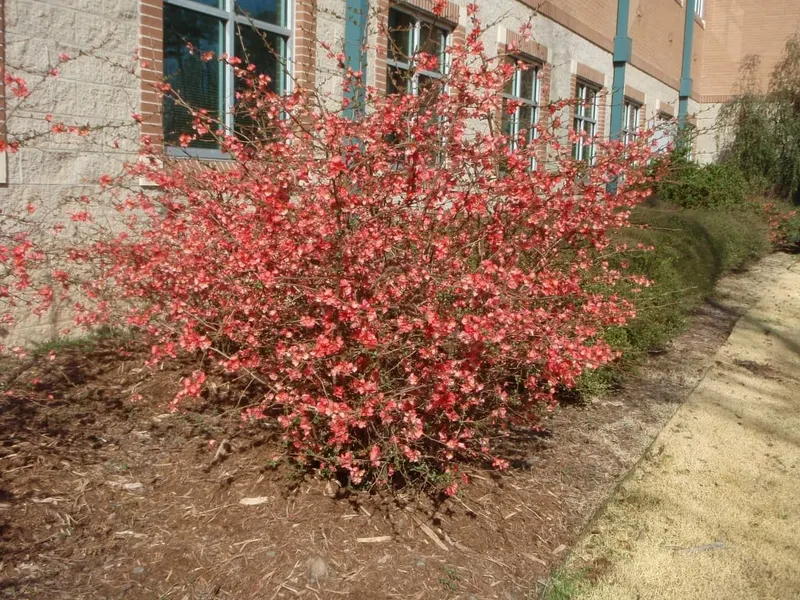 Flowering quince shrub covered with spring blossoms.