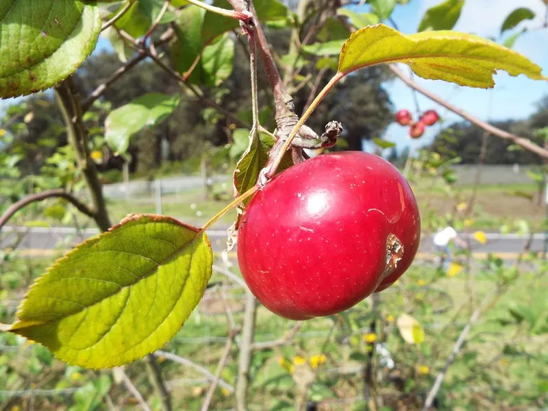 Red Fuji apple fruit on a leafy tree branch.
