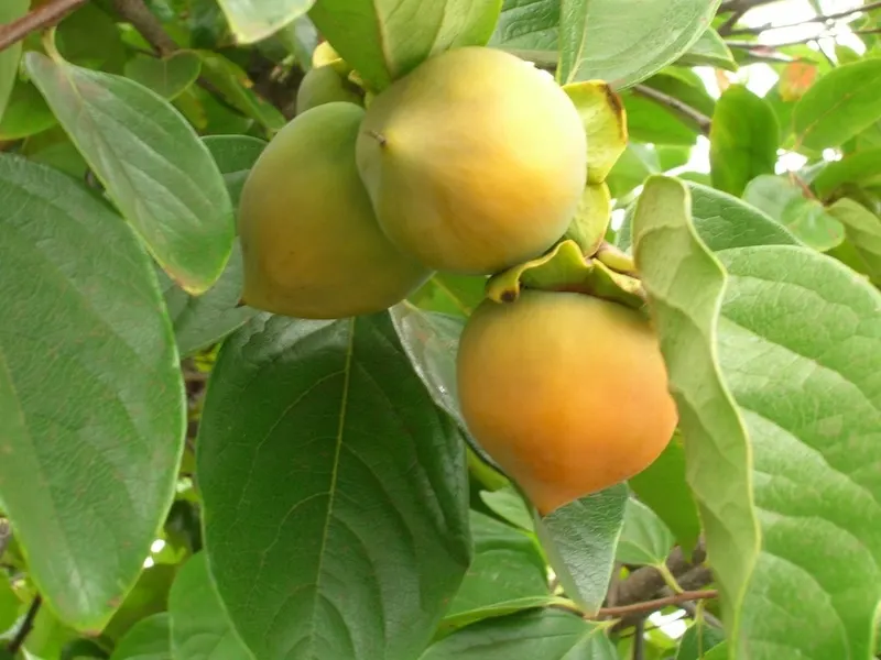 Persimmons ripening among green leaves.
