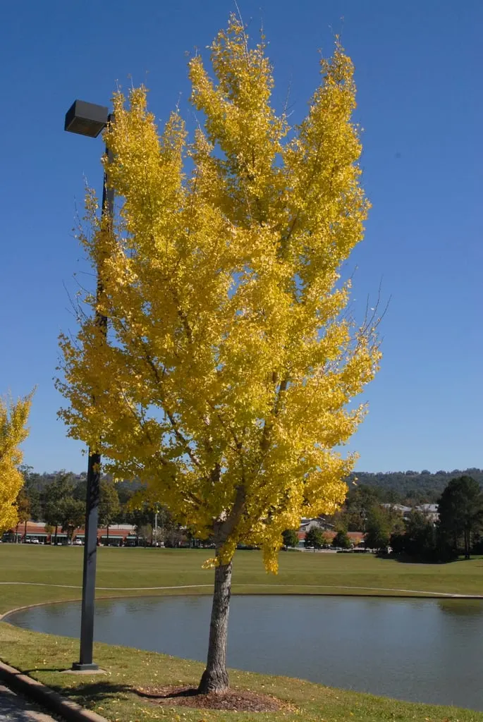 Young ginkgo tree with golden fall foliage.