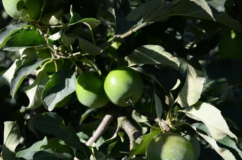 Granny Smith apples growing among leaves on a tree branch.