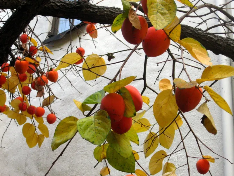Hachiya persimmons ripening on a tree branch.