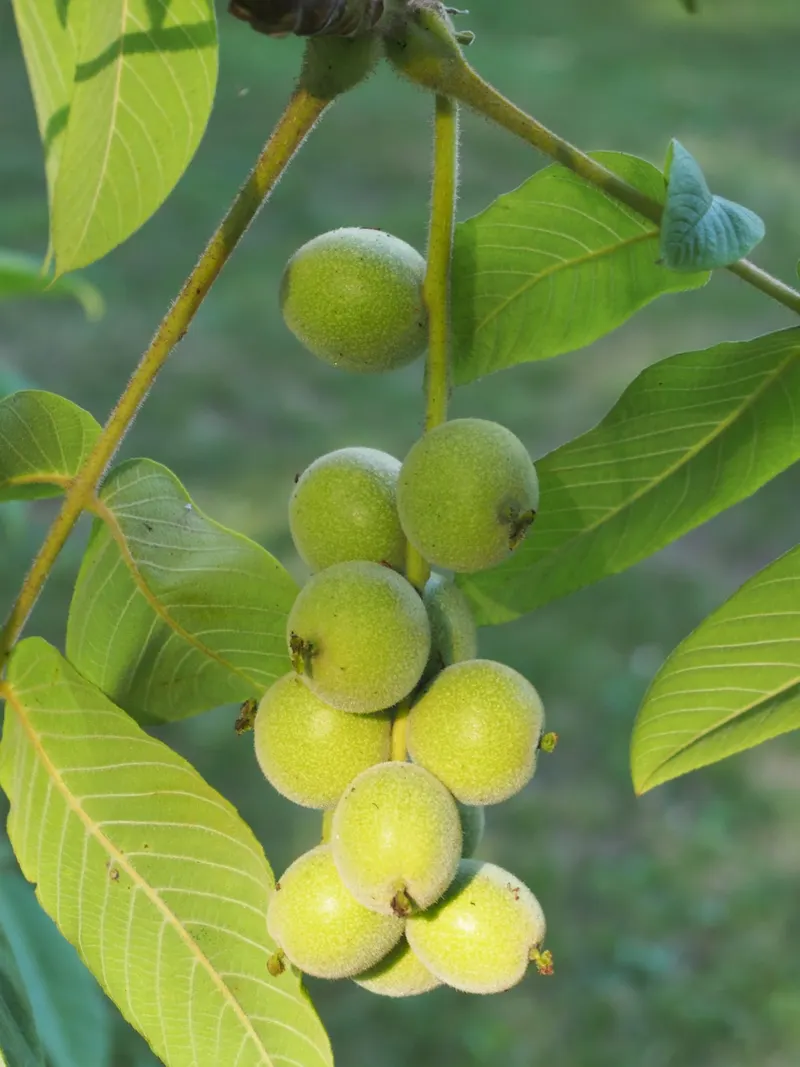 Heartnut Japanese walnut branch showing leaves and developing nuts.