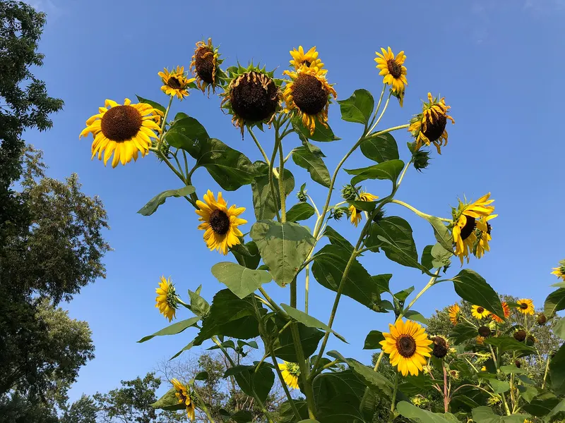 Sunflower plants showing tall stems, broad leaves, and blooms.