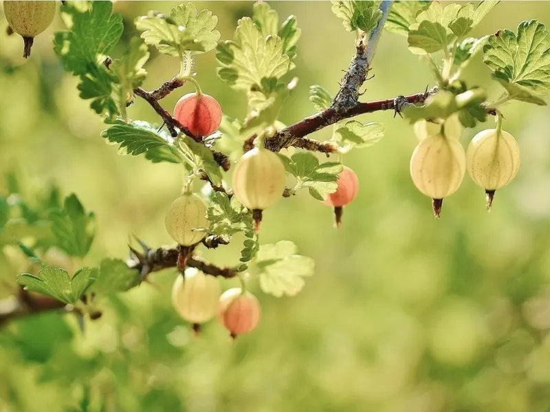 Gooseberries ripening on leafy stems.