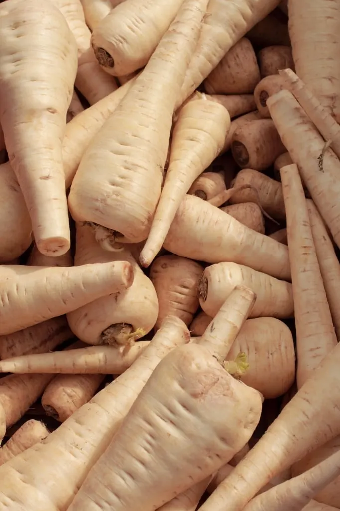 Parsnip roots after harvest.
