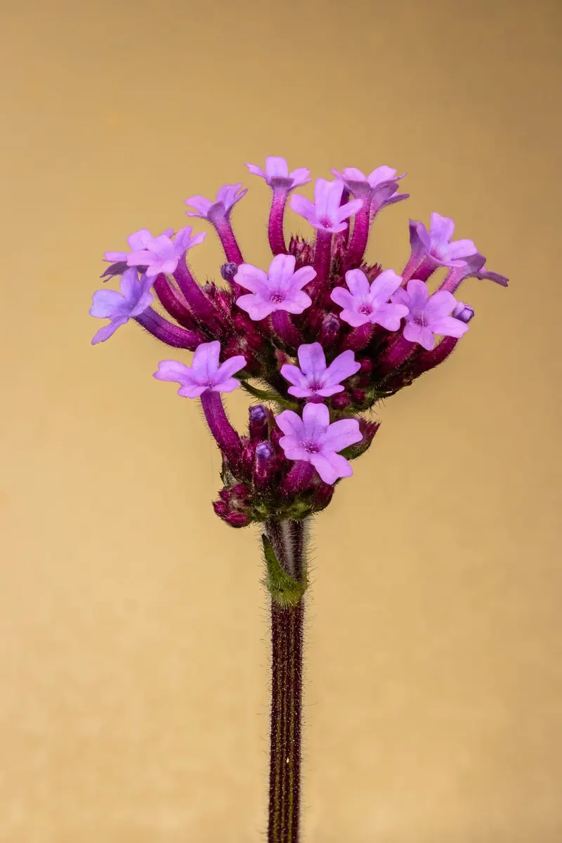 Blue vervain shown with a representative plant photo from a related plant group.