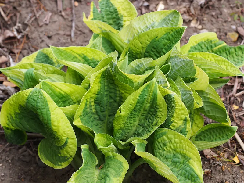 Variegated hosta plant showing broad leaves and clumping growth.