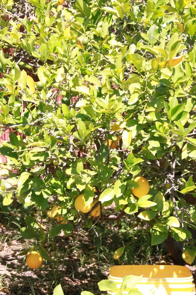 Meyer lemon tree with yellow fruit and evergreen leaves.