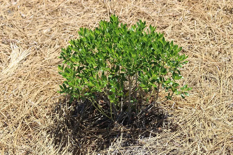 Shamrock inkberry shrub showing evergreen leaves and compact shrub habit.