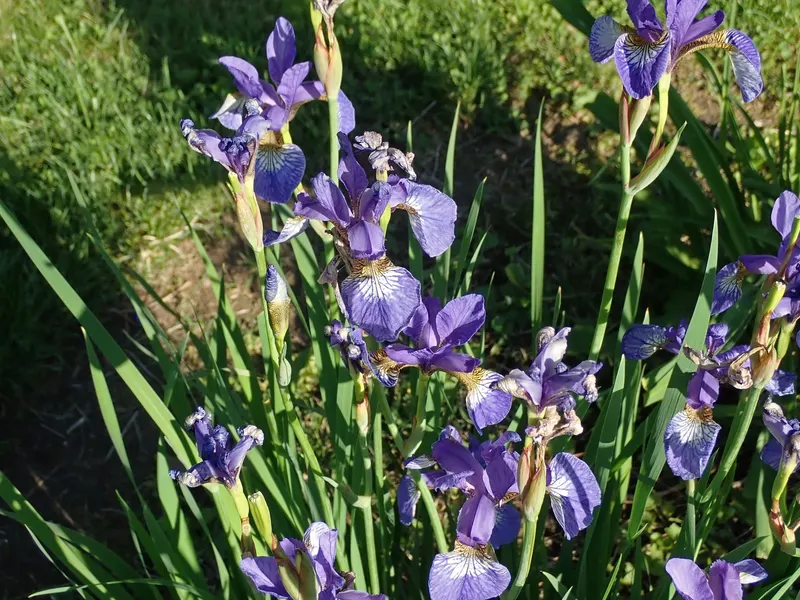Blue flag iris shown with a representative plant photo from a related plant group.