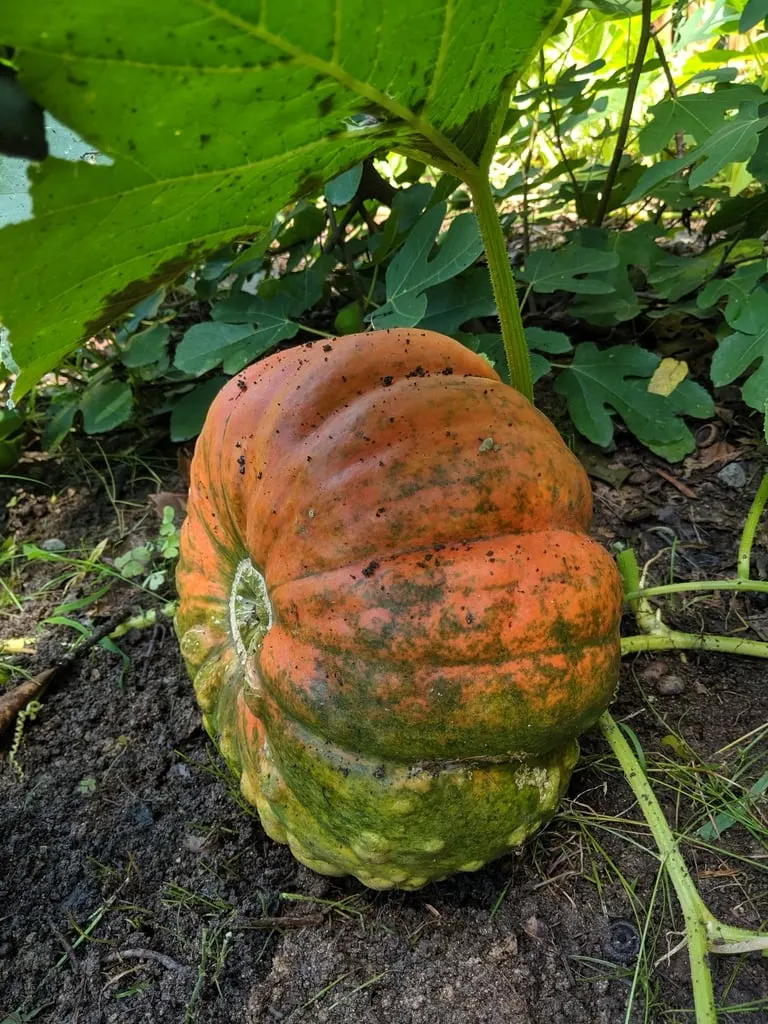 Orange squash fruit growing among vine leaves.
