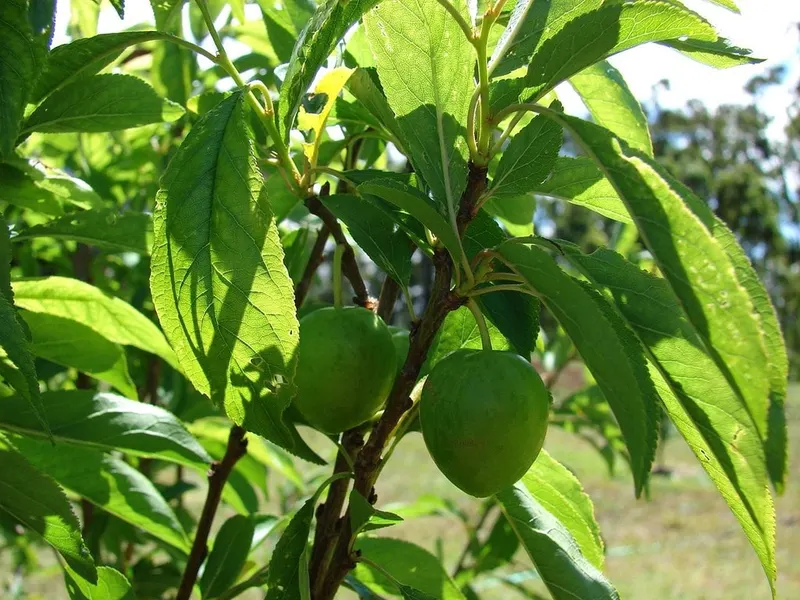 Plum fruit growing among leafy branches.