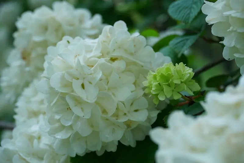 Japanese snowball viburnum shrub showing white flower clusters and green leaves.