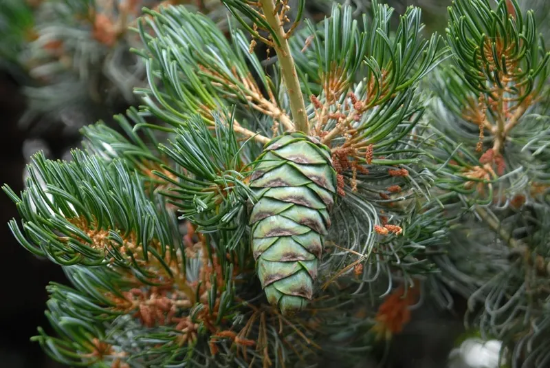 Japanese white pine cone and blue-green needles.