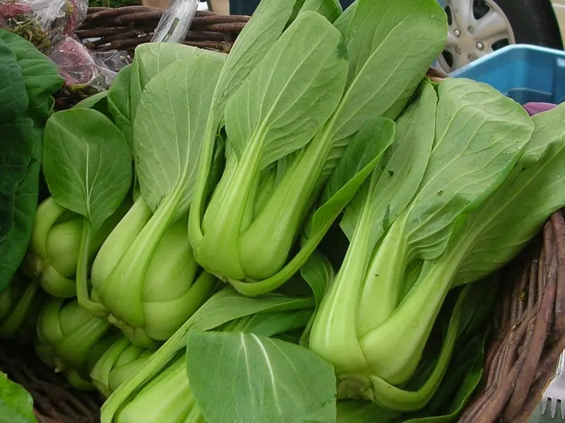 Lacinato kale plant showing upright dark leaves.