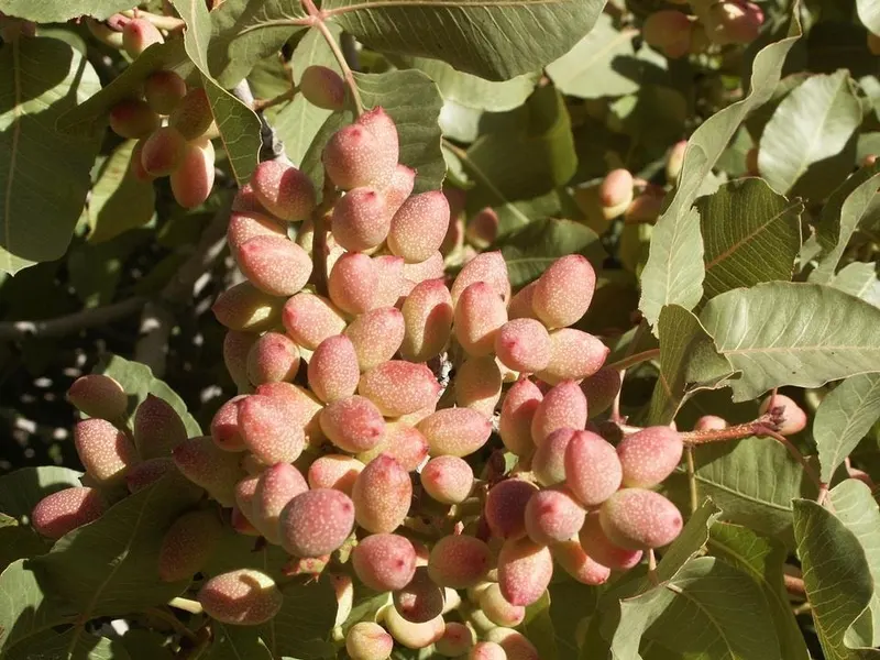 Pistachio fruit clusters growing among leaves.
