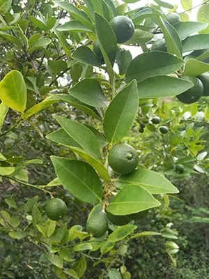 Key lime branch with green fruit and pointed leaves.