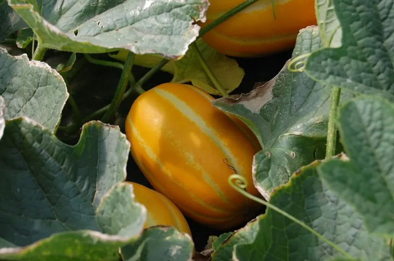 Melon fruit growing among vine leaves as a representative plant reference for Hami melon.