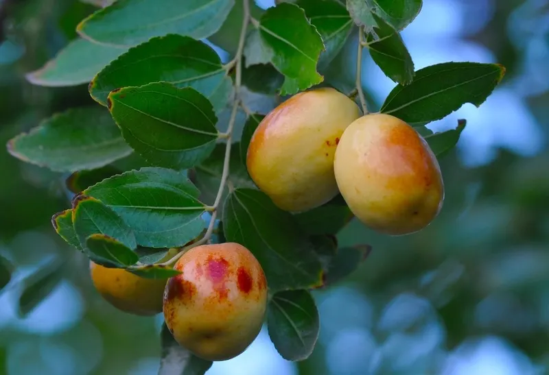 Jujube fruit ripening among leaves.