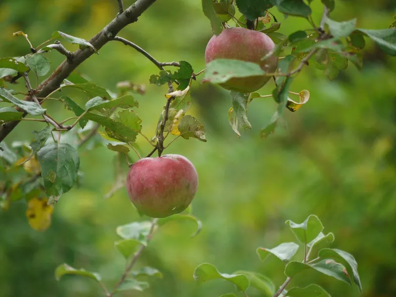 Liberty apples hanging from leafy tree branches.