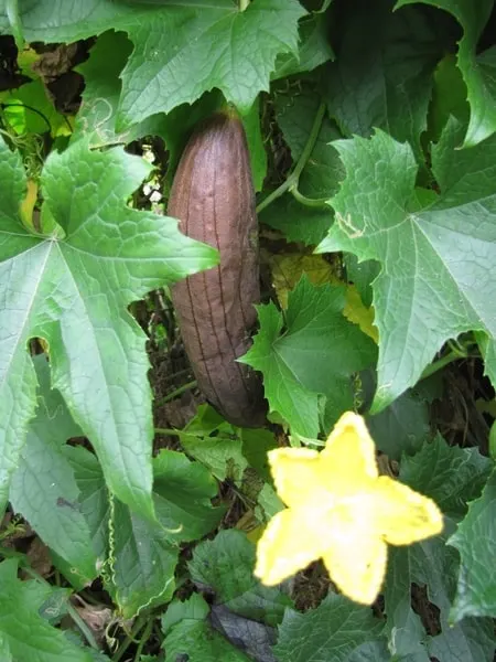 Luffa gourd hanging among leafy vines.