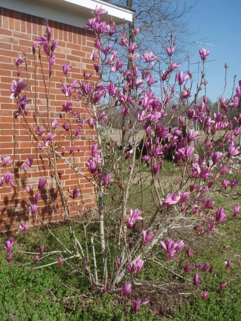 Jane magnolia shrub with pink tulip-shaped flowers.