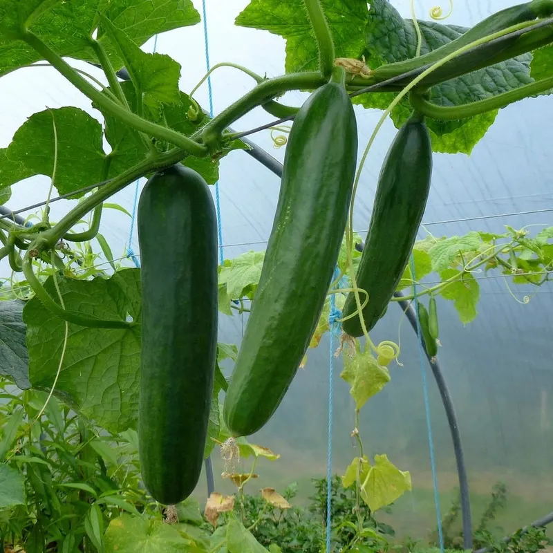 Cucumbers hanging from leafy vines.