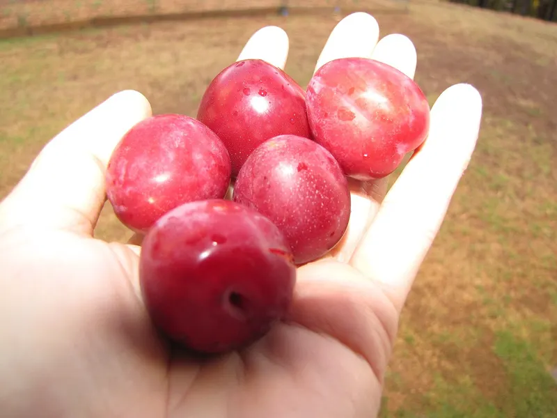 Methley plum fruit held in a hand after harvest.