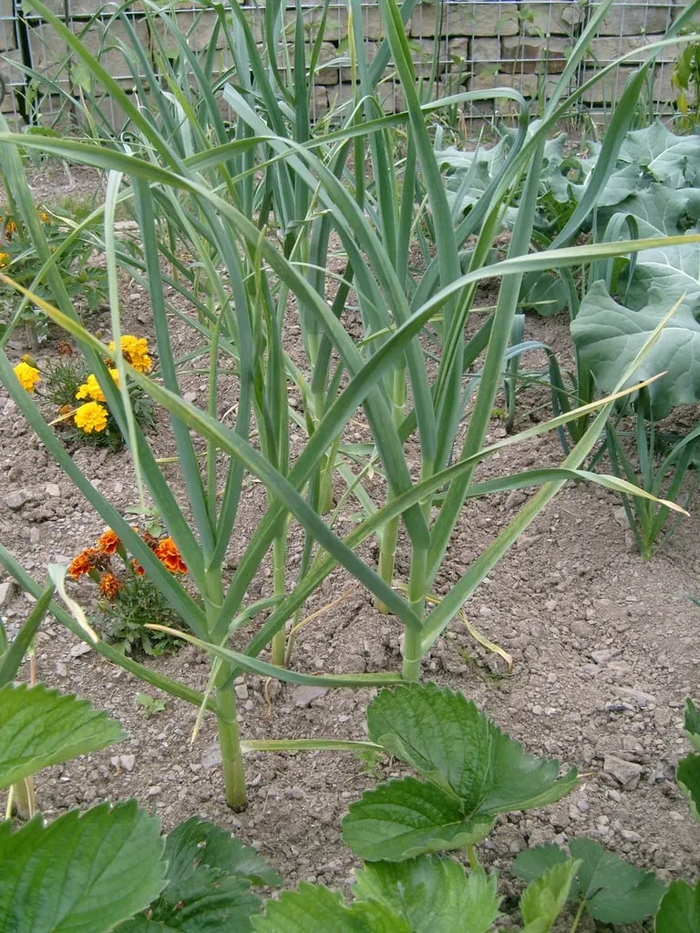 Garlic plants growing with upright green leaves.
