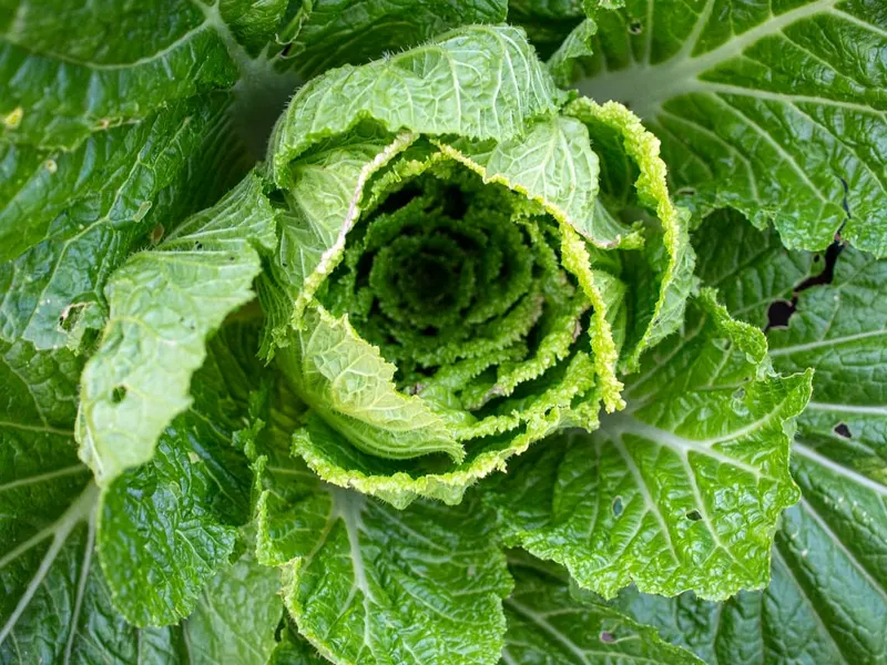 Napa cabbage plant with pale green heading leaves.