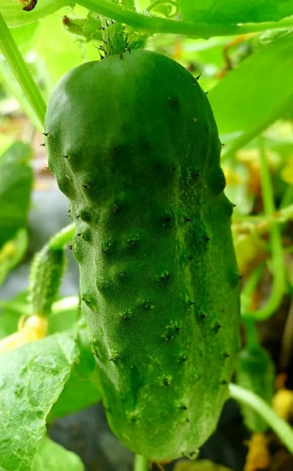Pickling cucumber fruit growing on a leafy cucumber vine.