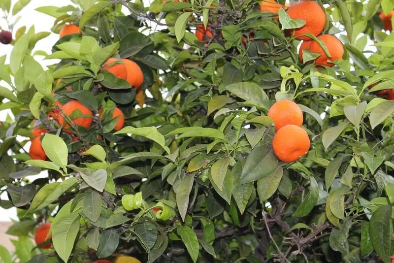 Orange fruits ripening among green leaves.