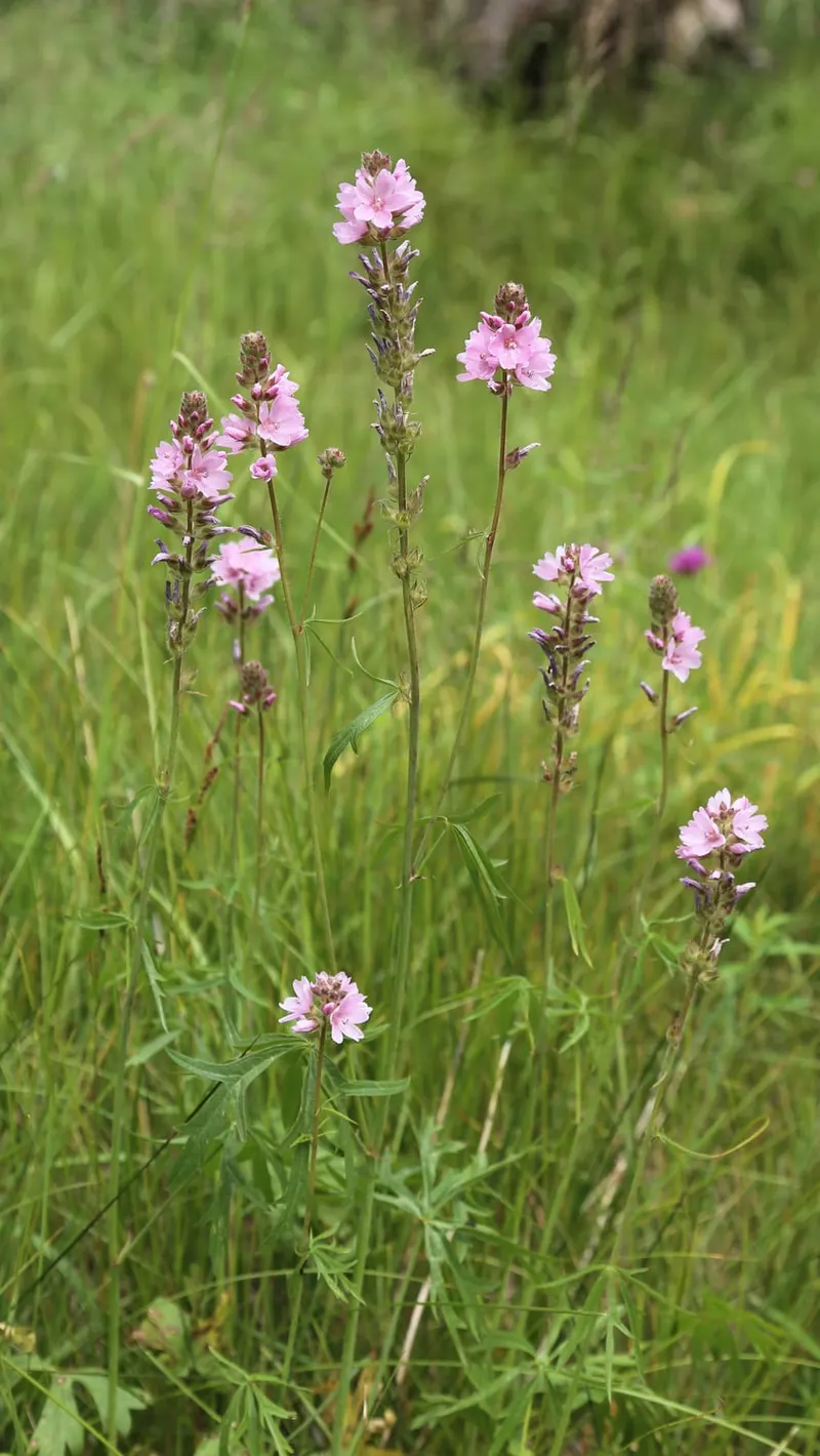 Mexican oregano shown with a representative plant photo from a related plant group.