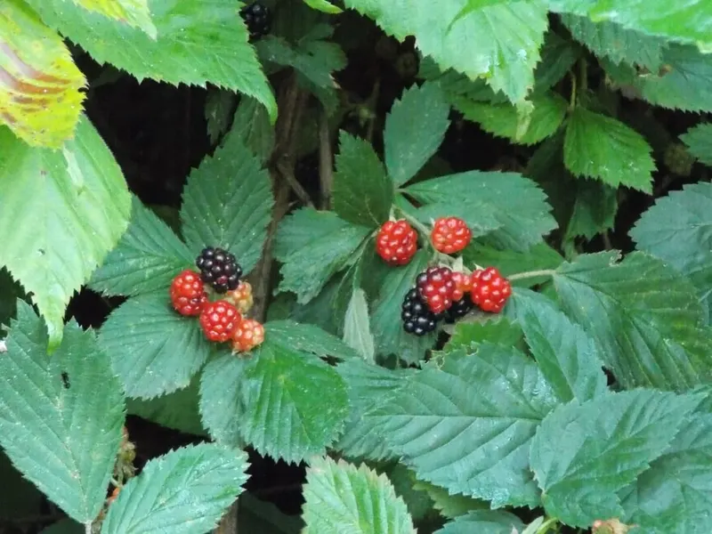 Blackberries ripening among green leaves.