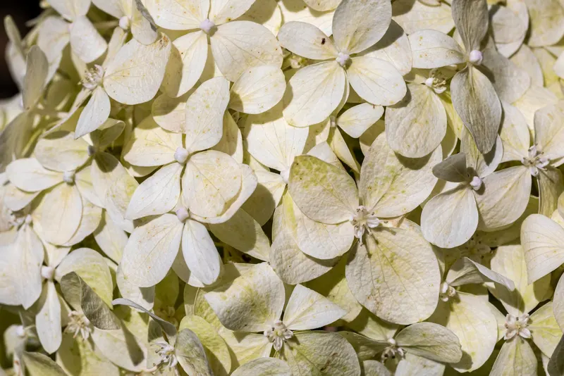 Little Lime panicle hydrangea shown with representative panicle hydrangea flowers and leaves.