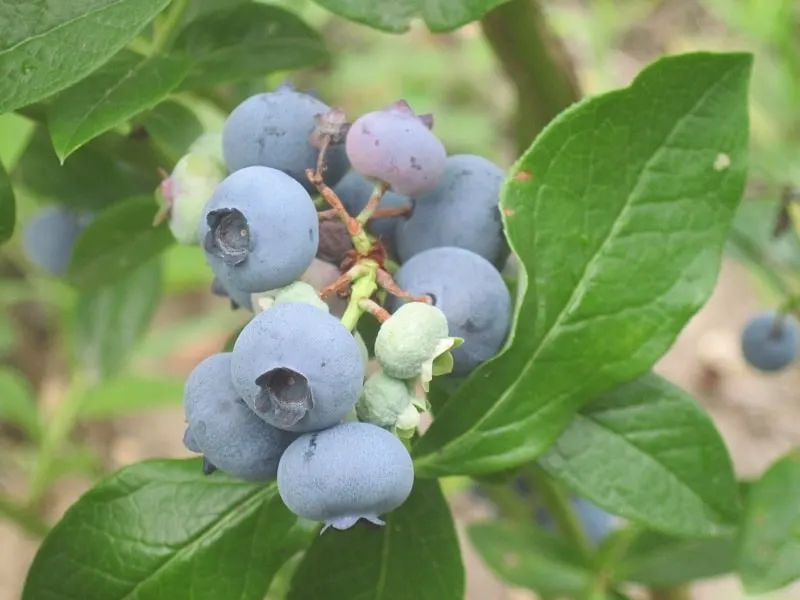 Patriot blueberries ripening among leaves.