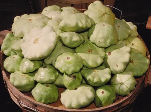 Pattypan squash fruits after harvest.