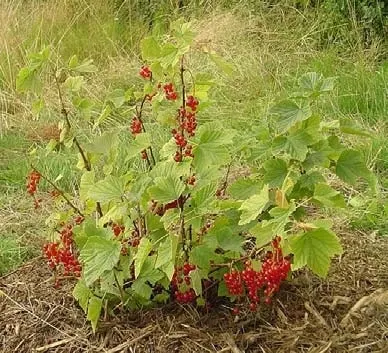 Red currant fruit clusters on a leafy shrub.